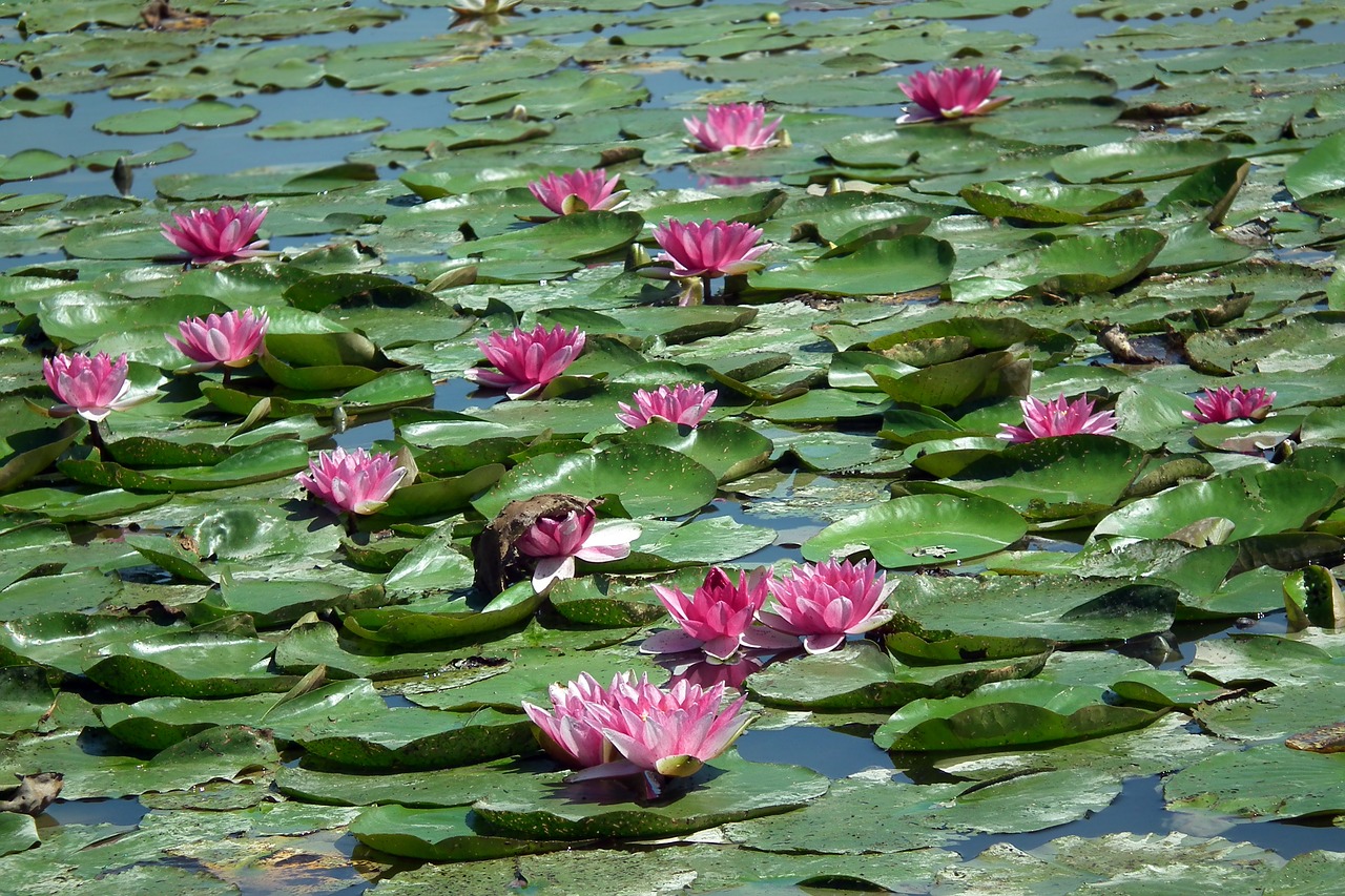 flowers  water lilies  pink free photo