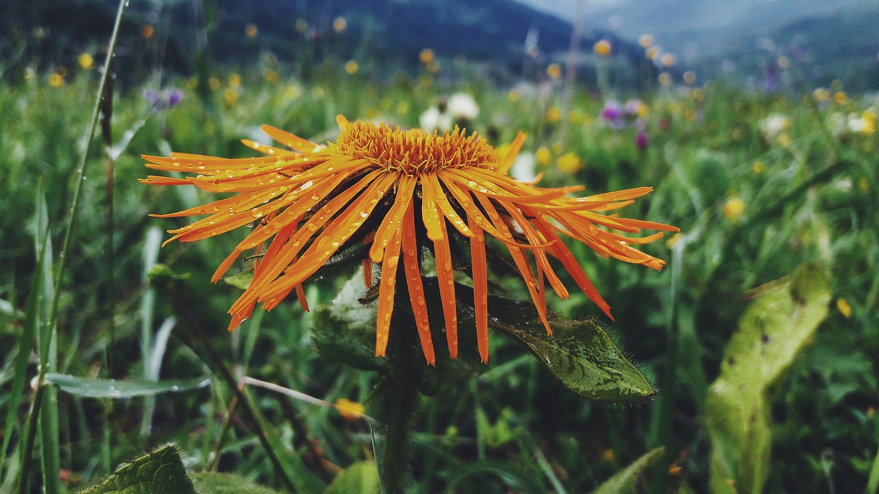 flowers  nature  grass free photo