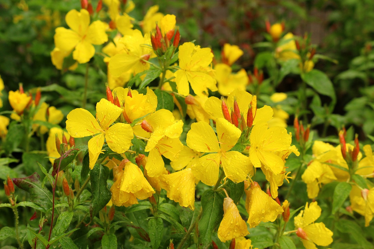 primrose missouryjski  oenothera macrocarpa  yellow flowers free photo