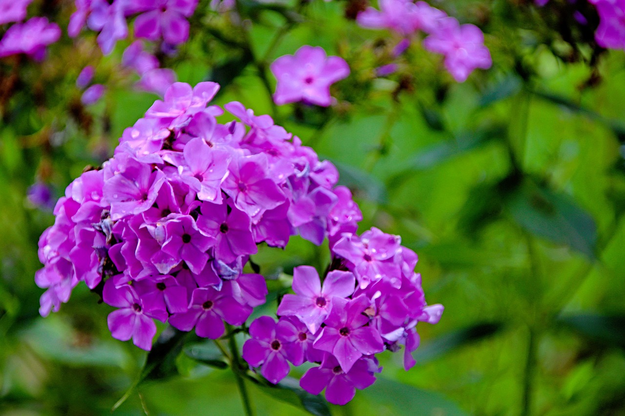 flowers  bloom  purple free photo