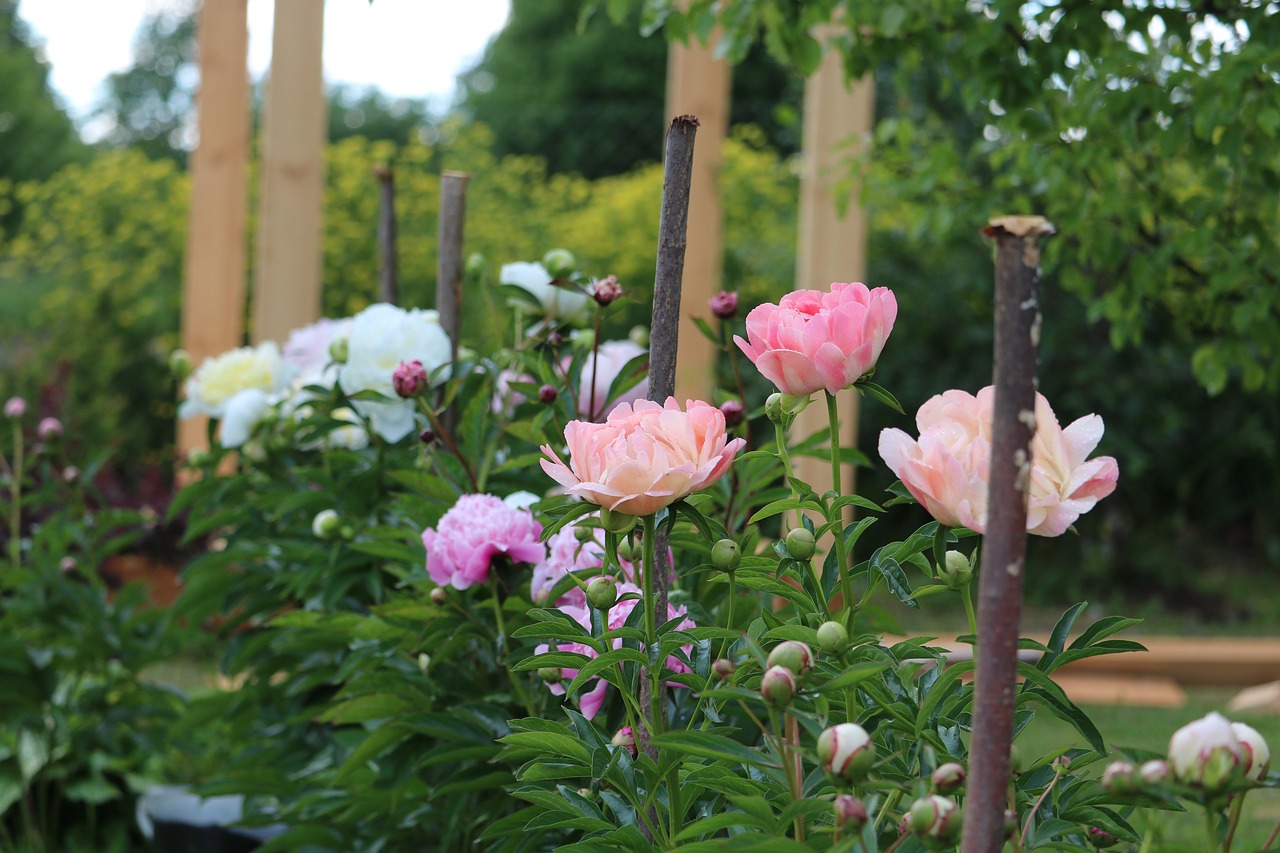 flowers  peony  pink free photo