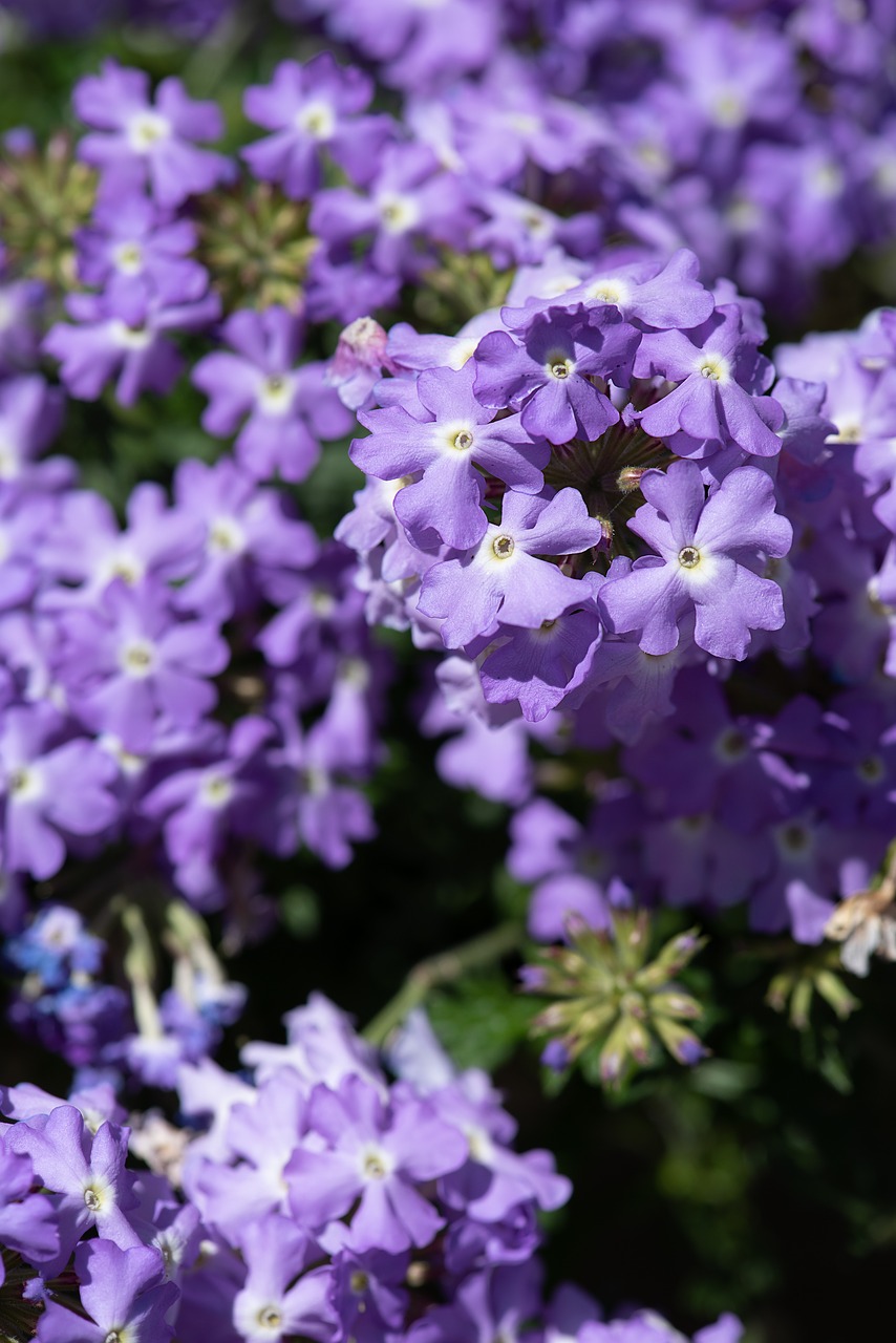 flowers  blue  blue flowers free photo