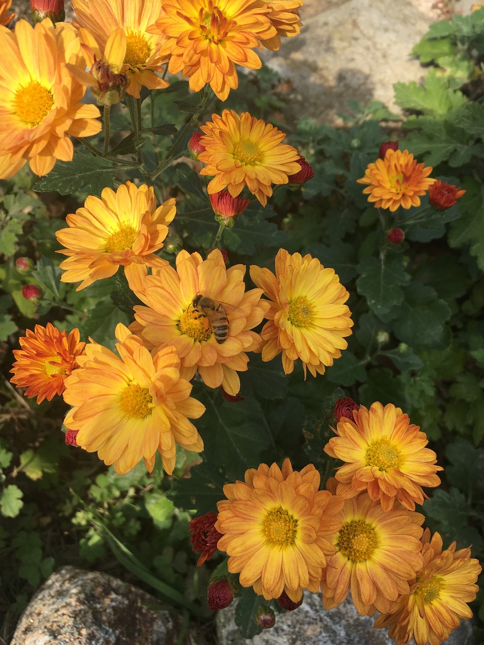 flowers  chrysanthemum  bee free photo