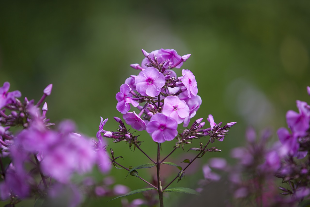 flowers  violet  stem free photo