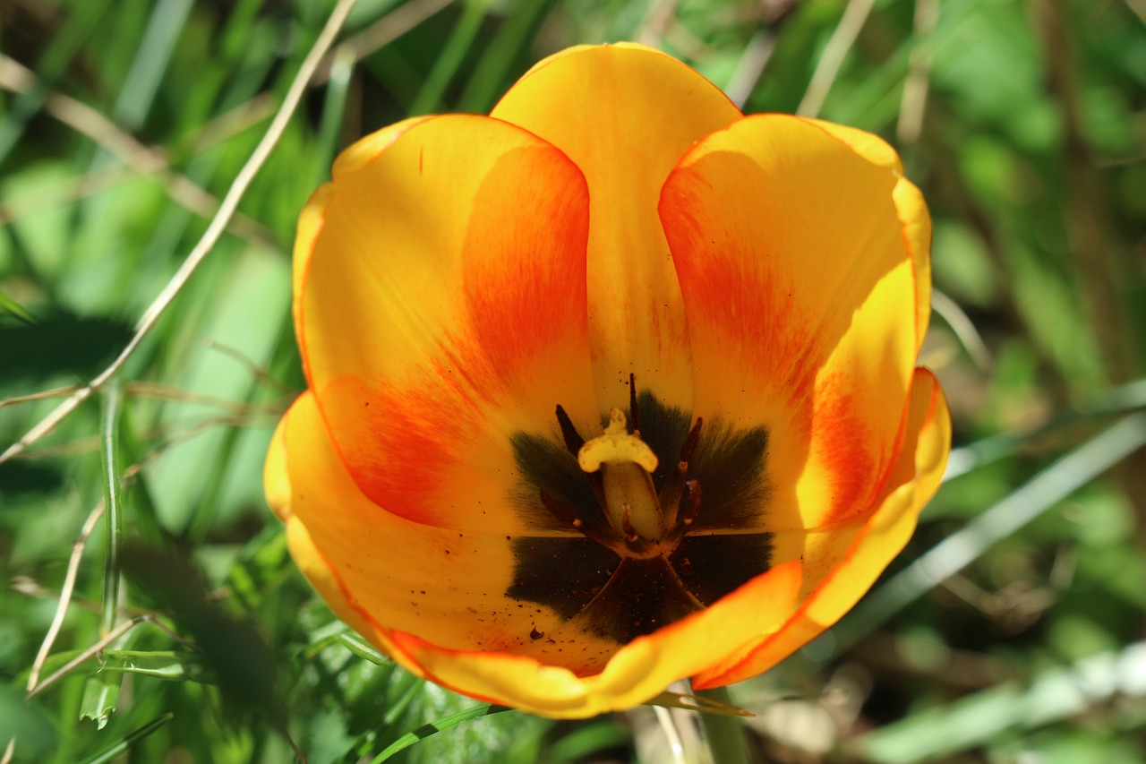 flowers  garden  blossom free photo