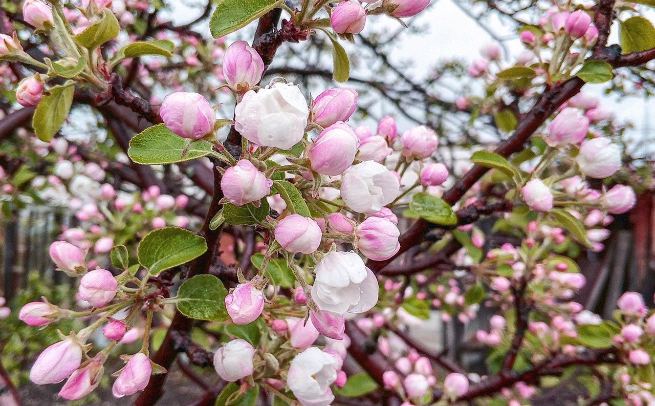 flowers  tree  pink free photo