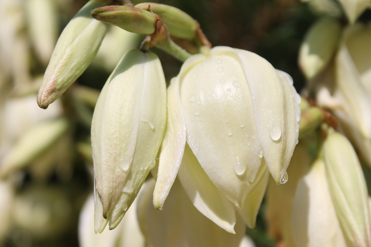 flowers  shrub  drop of water free photo