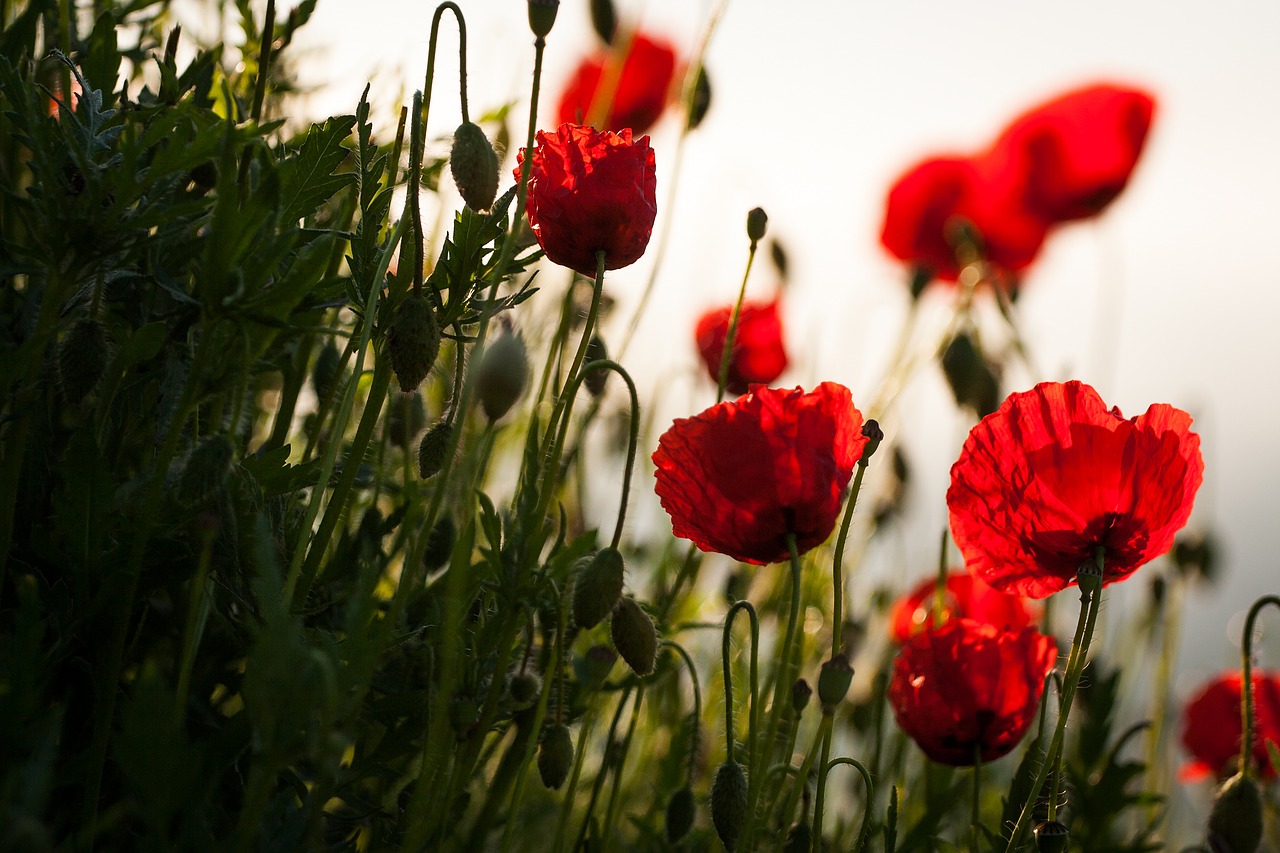 flowers  nature  meadow free photo