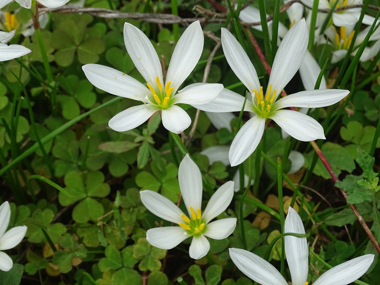 flowers  plants  nature free photo