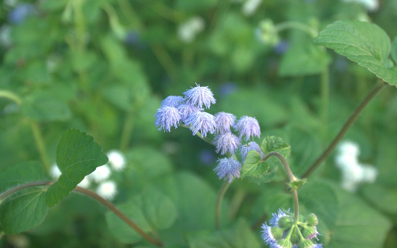 flowers  plants  behold free photo