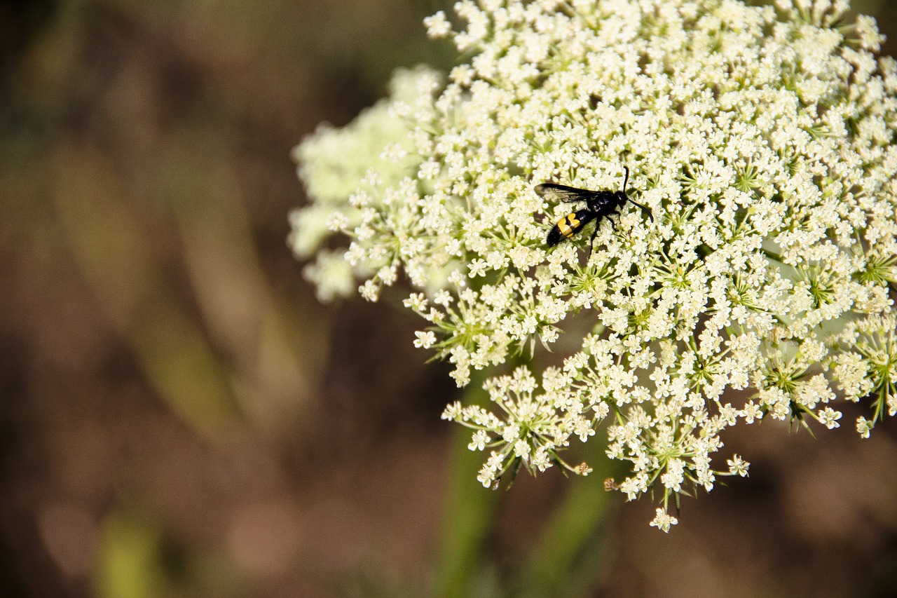 flowers  insect  nature free photo