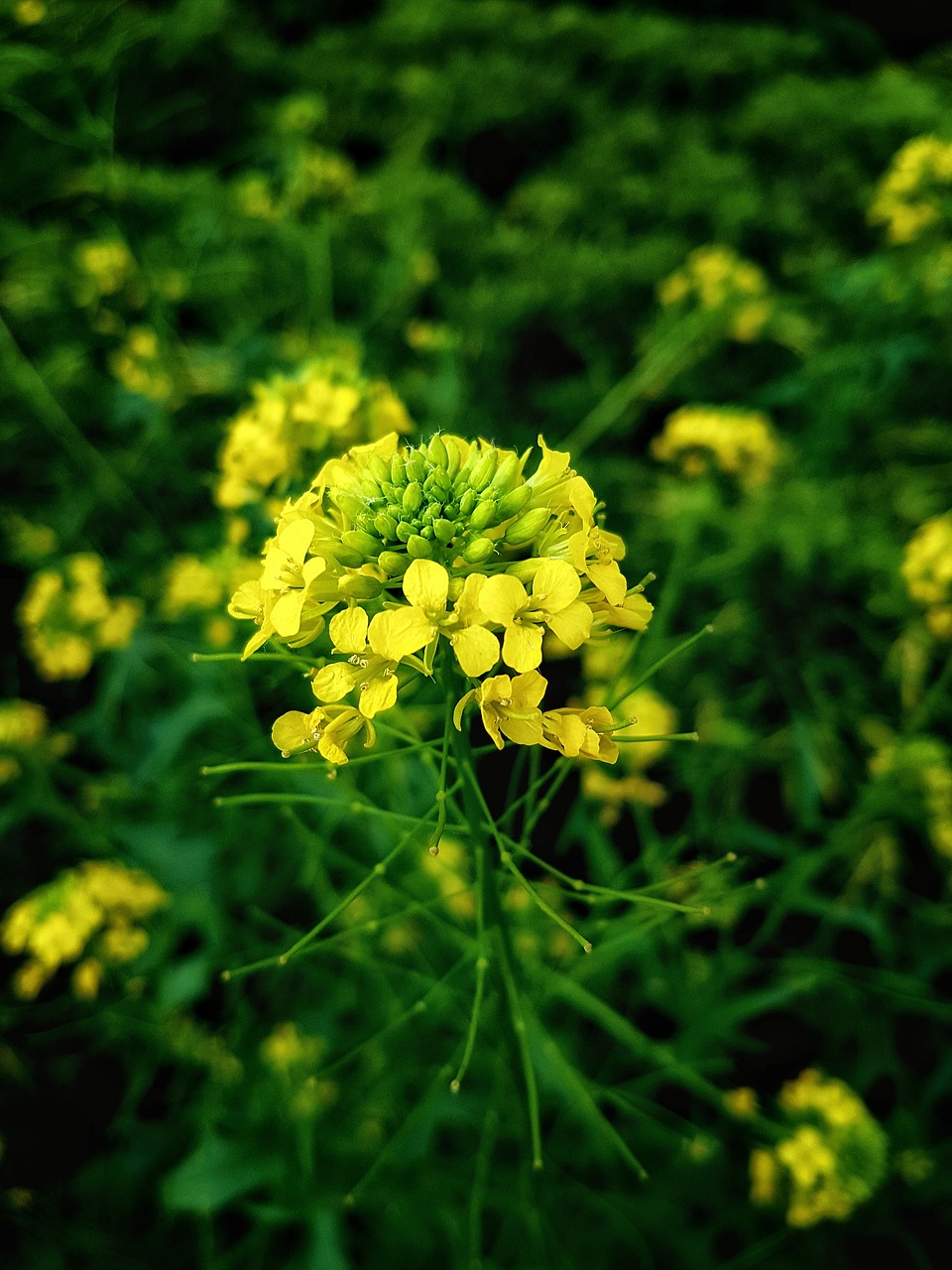 flowers  petals  stem free photo