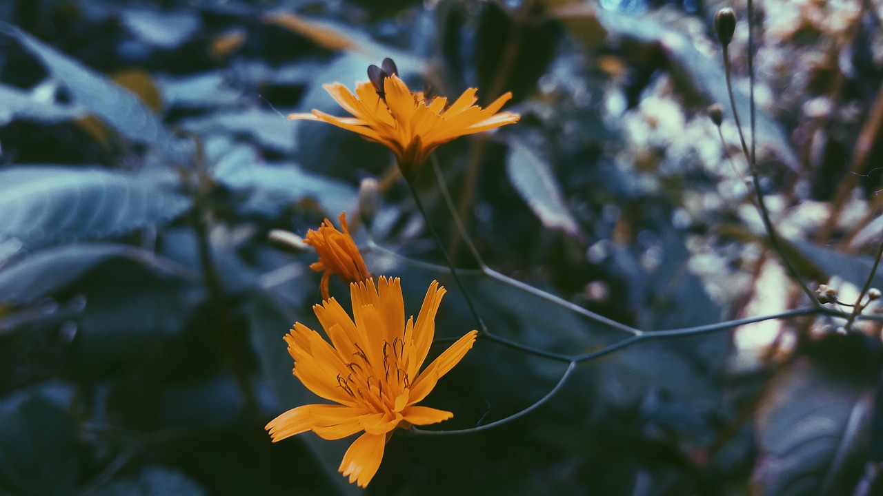 flowers  plants  grass free photo