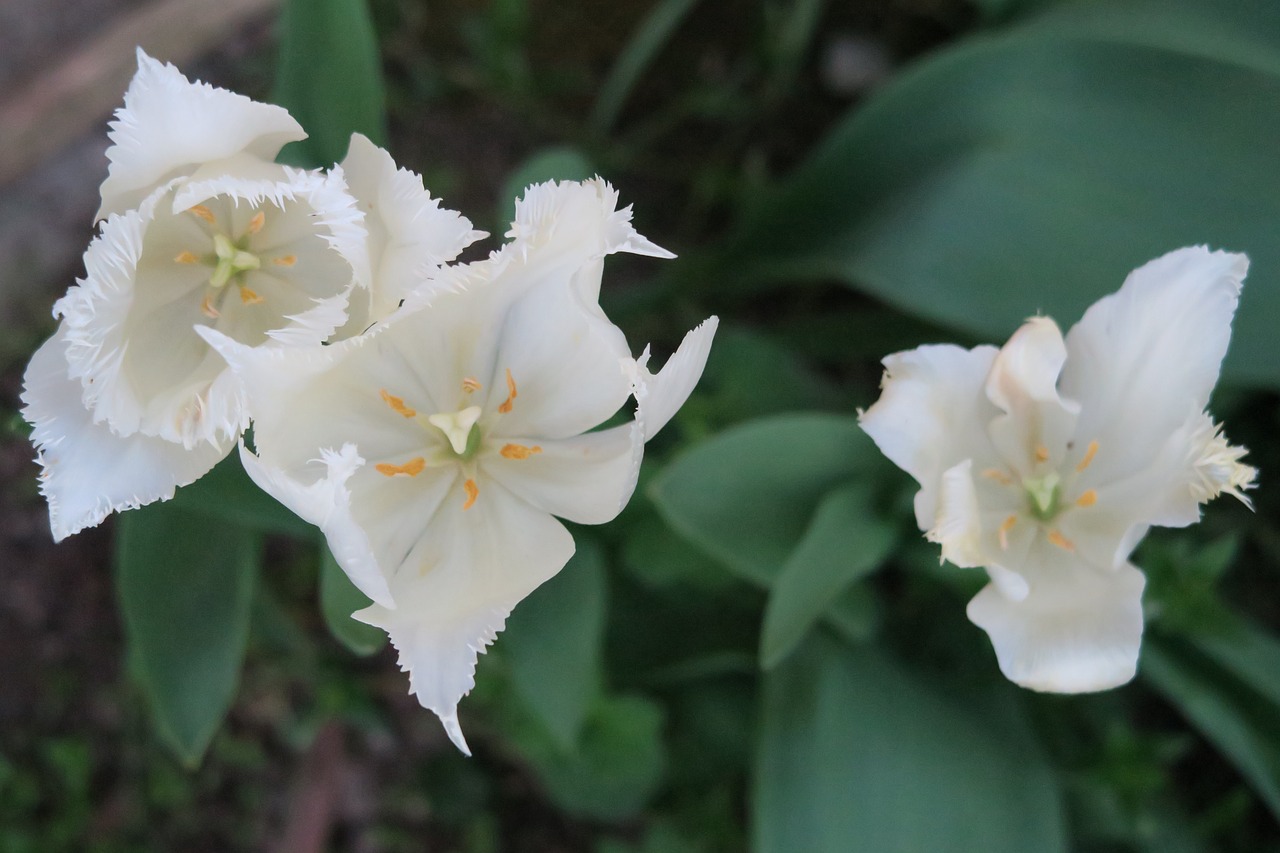 flowers  tulip  white flowers free photo