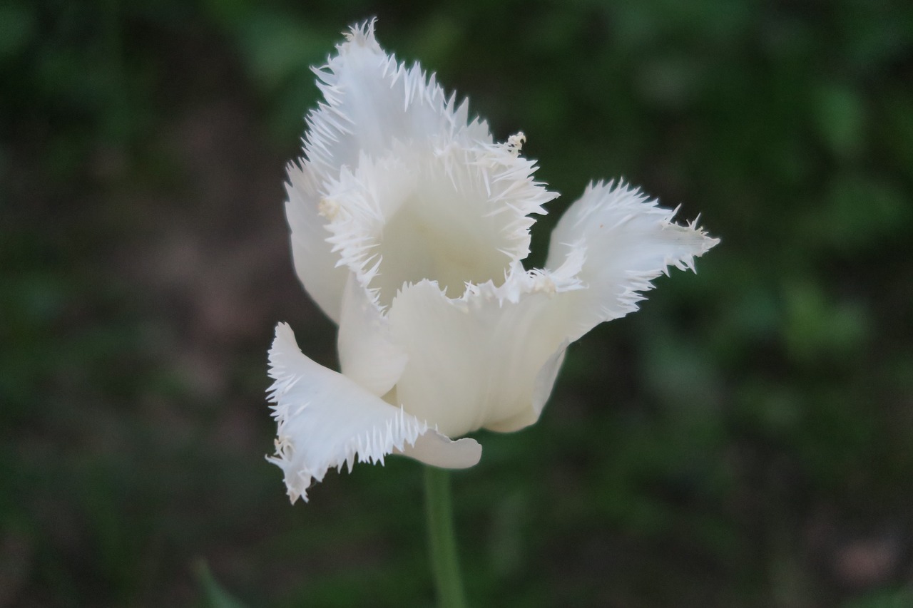 flowers  tulip  white flowers free photo