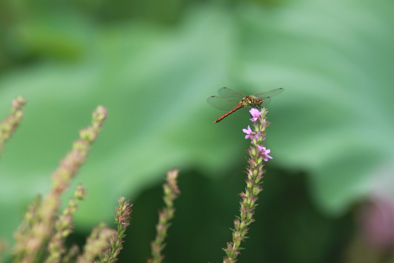 flowers  plants  nature free photo