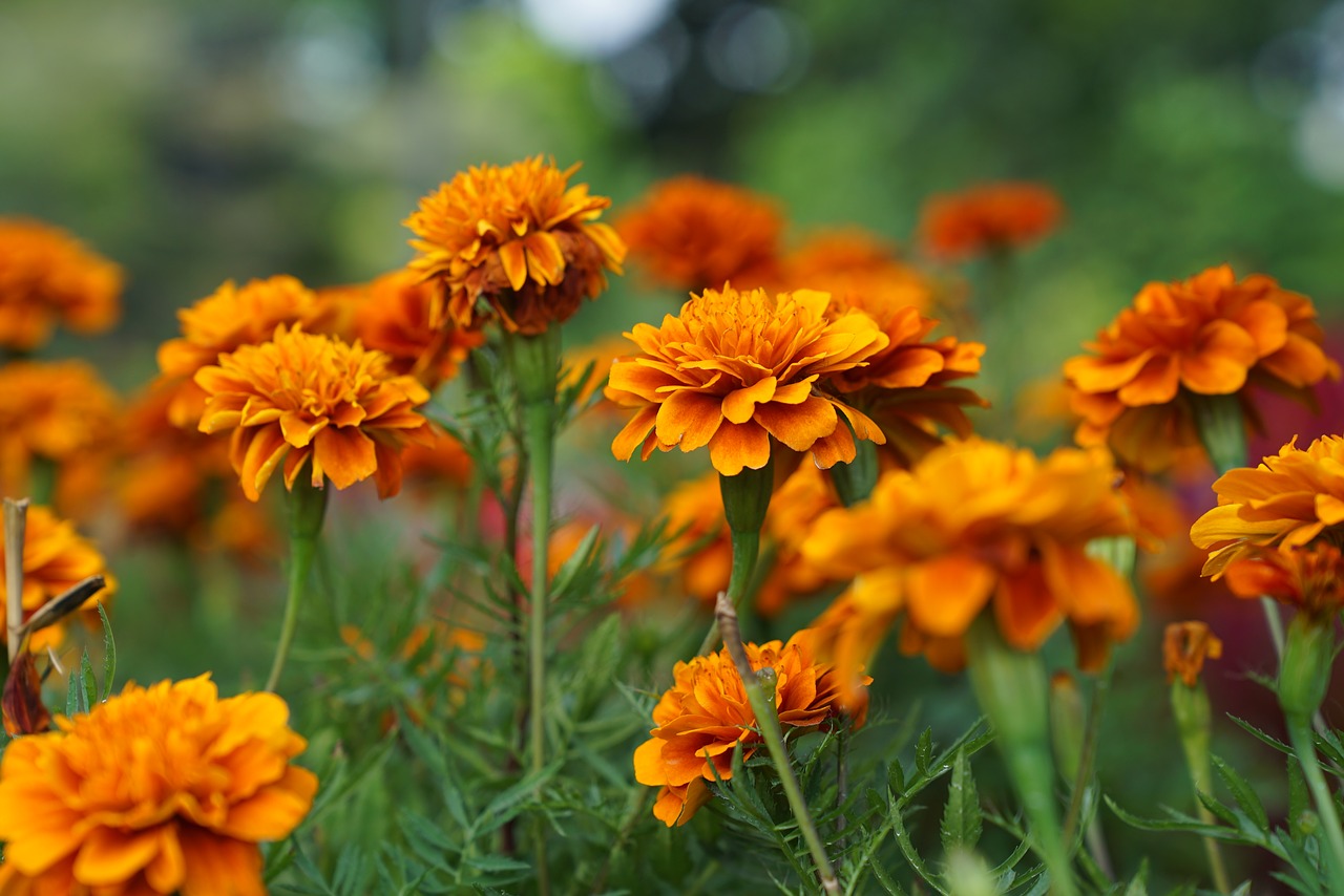 flowers  nursery  malaysian free photo