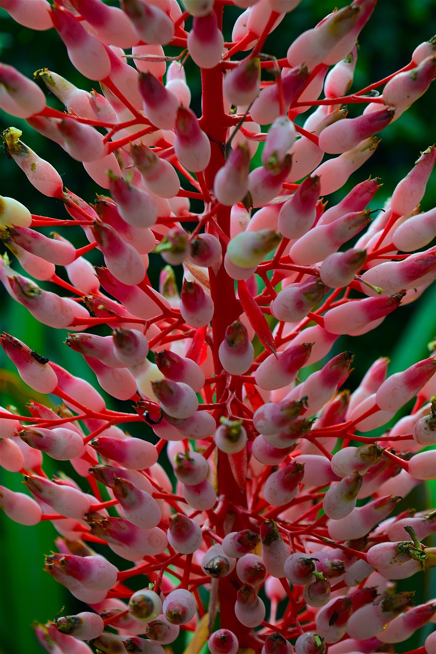 flowers  pink  blossom free photo