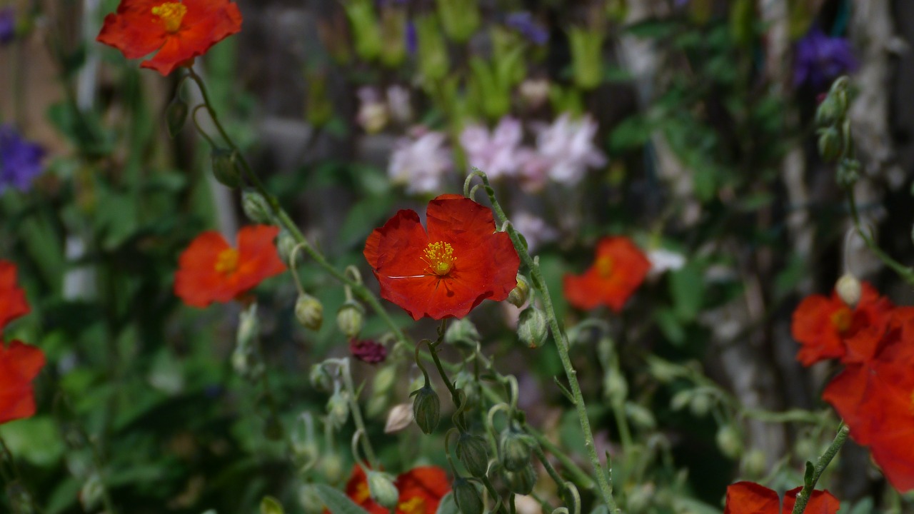 flowers  garden  colours free photo