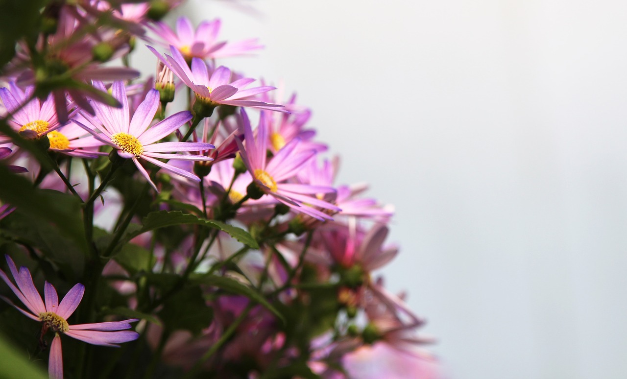 flowers  plant  daisy free photo