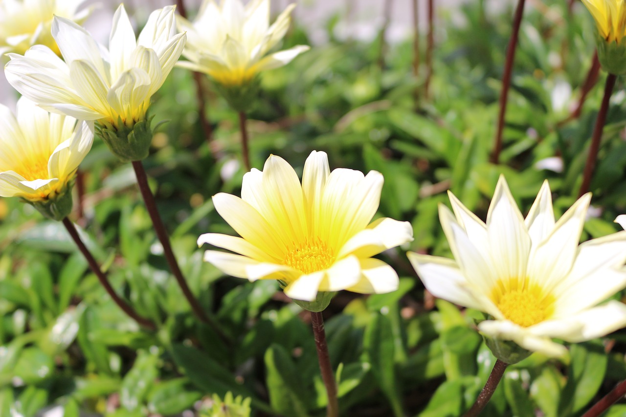 flowers  green  natural free photo