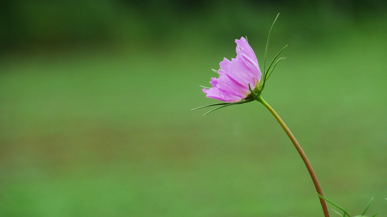 flowers  pink  nature free photo