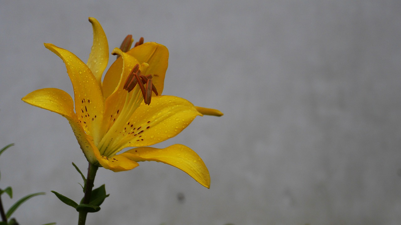 flowers  forsythia flower  yellow free photo