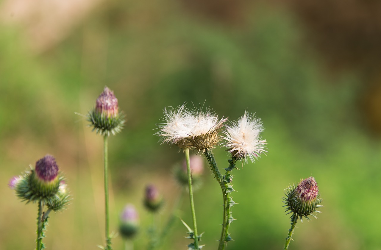 flowers  plants  bud free photo