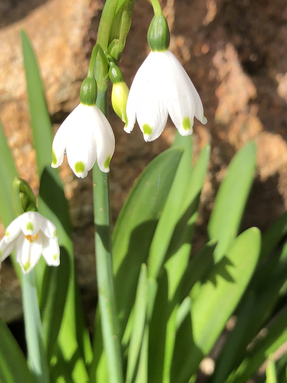 flowers  winter  bloom free photo