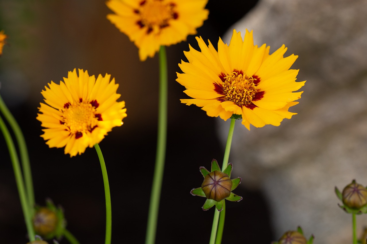 flowers  yellow  yellow flowers free photo