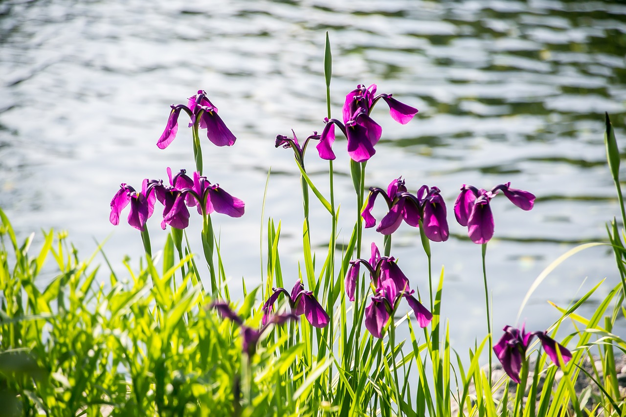 flowers  pond  grass free photo