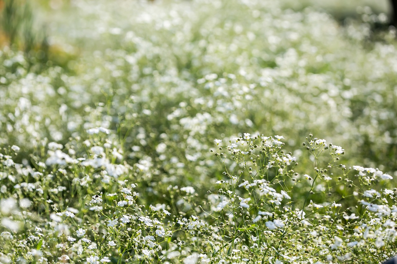 flowers  plants  nature free photo