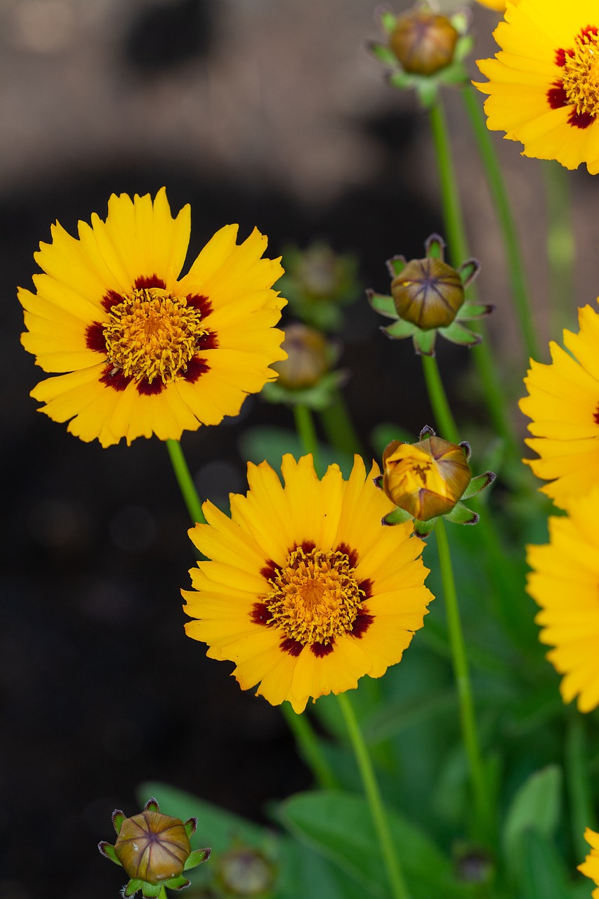 flowers  yellow  yellow flowers free photo