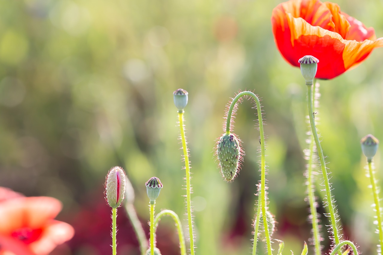 flowers  poppy  nature free photo