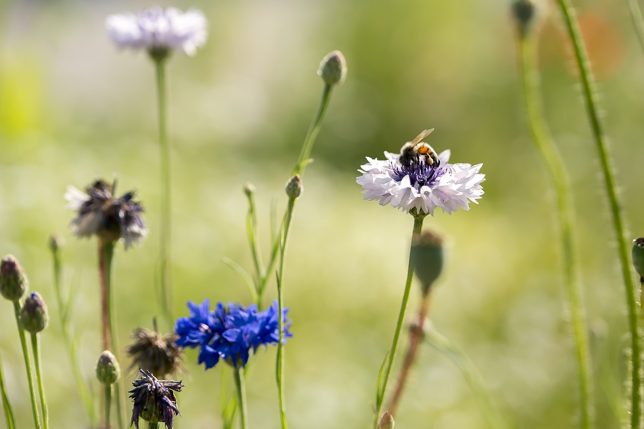 flowers  nature  plants free photo