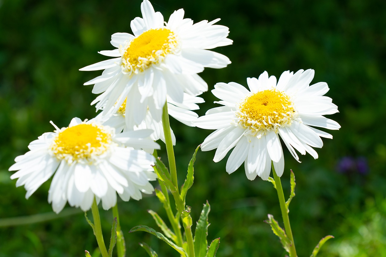 flowers  white  white flowers free photo