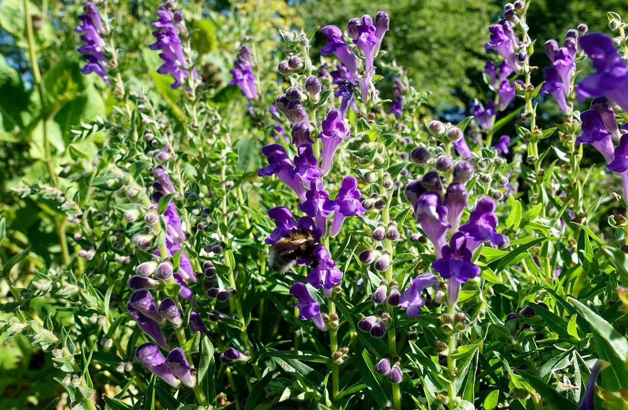 flowers  meadow  purple free photo