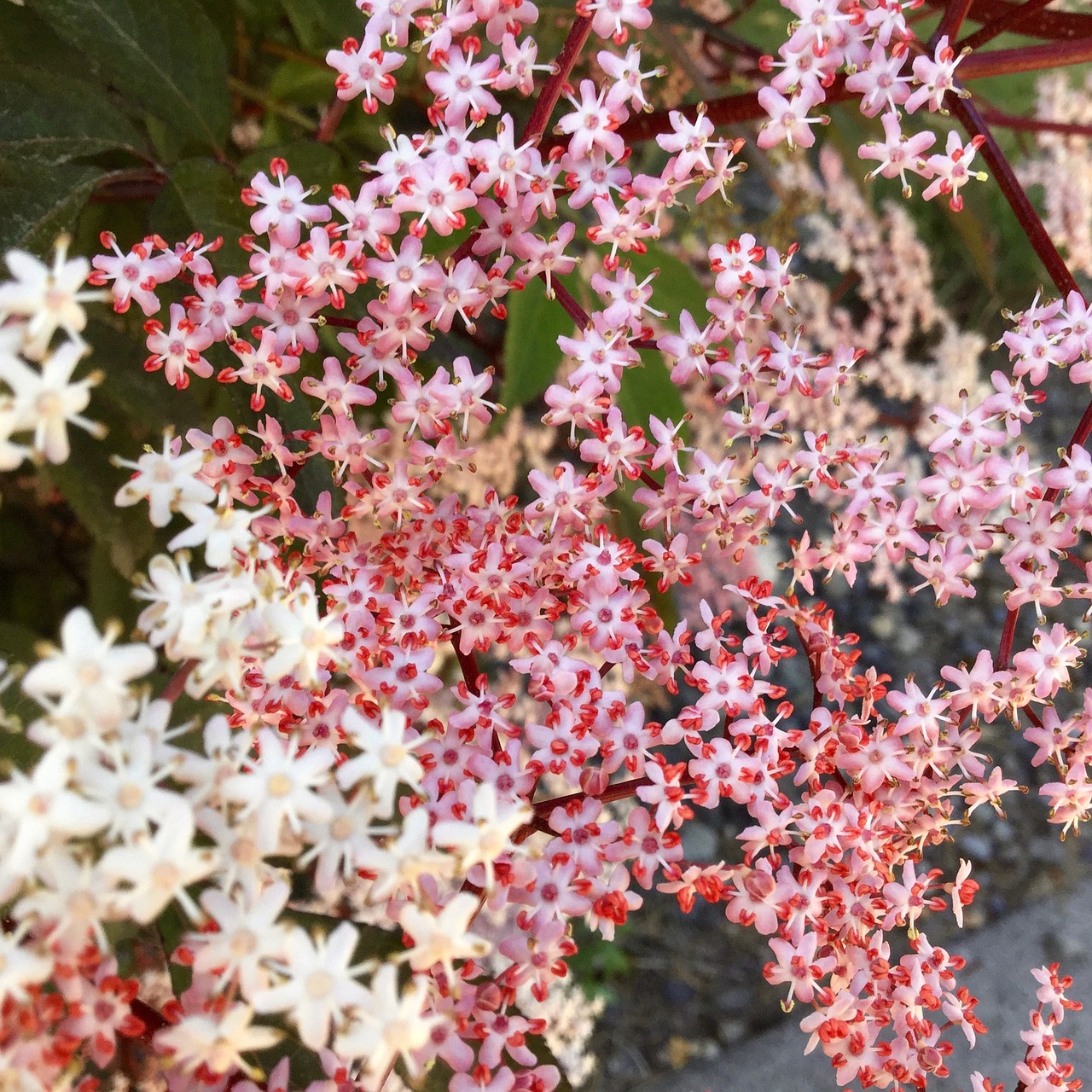 flowers  pink  white free photo