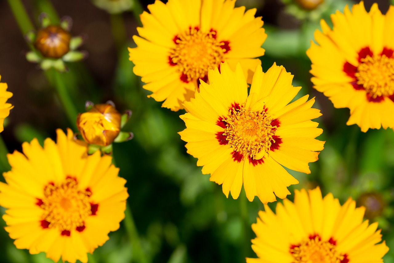 flowers  yellow  yellow flowers free photo