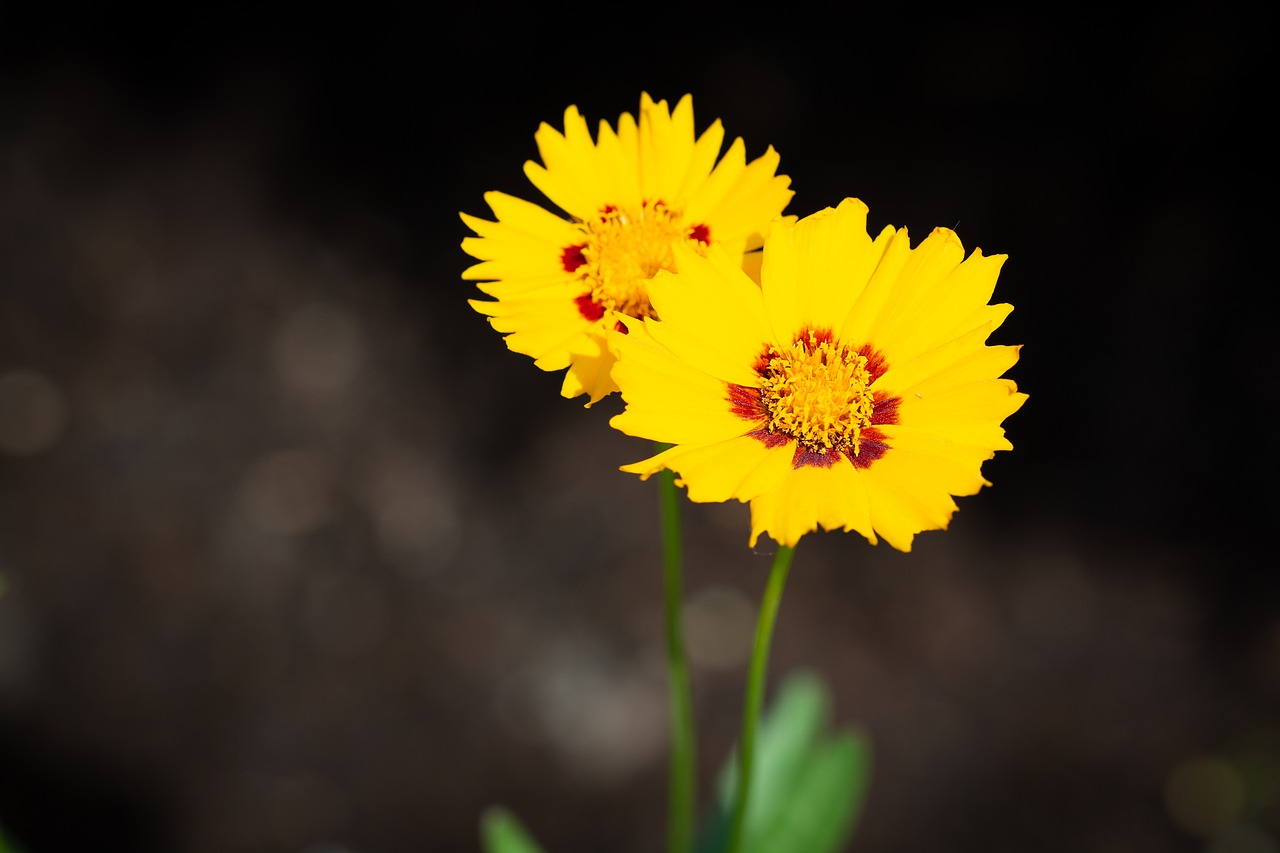 flowers  yellow  yellow flowers free photo