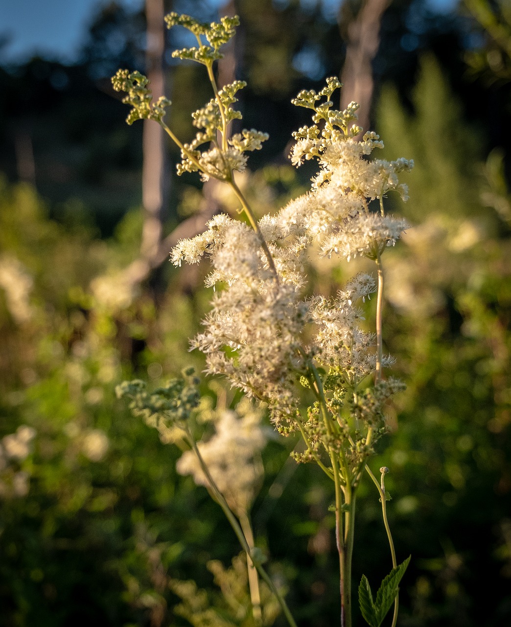 flowers  bud  lühe free photo