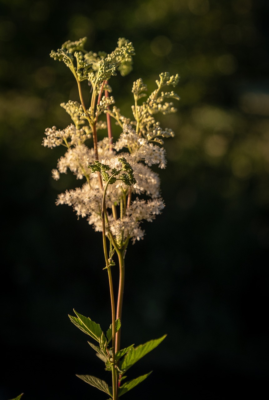 flowers  bud  lühe free photo