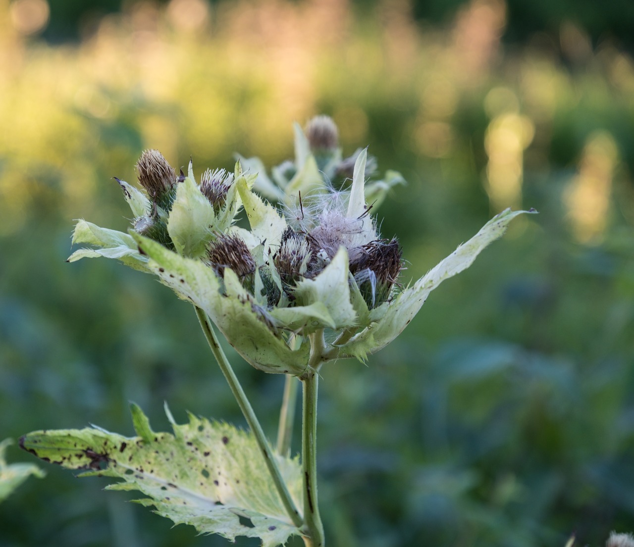 flowers  bud  nature free photo