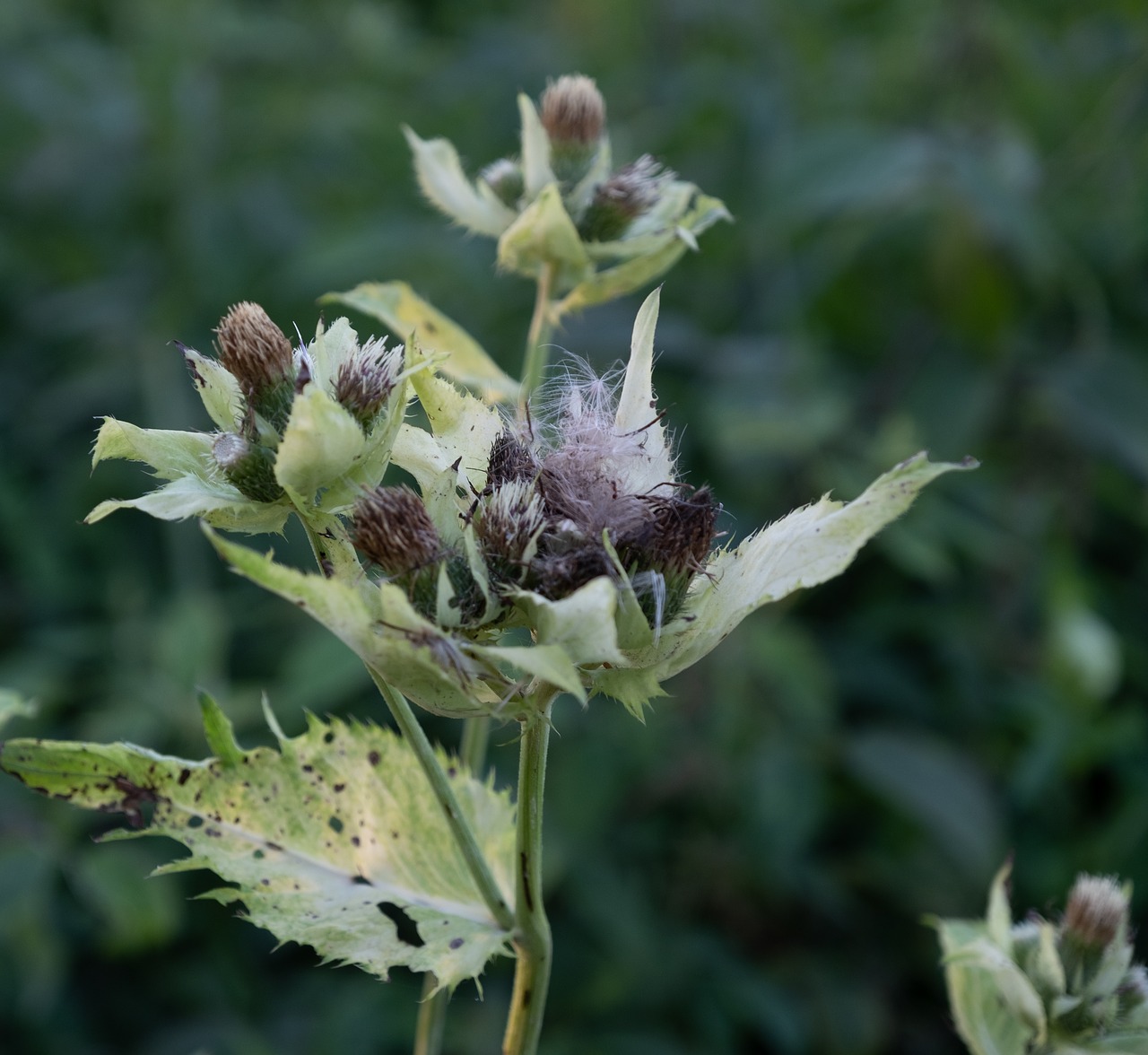 flowers  bud  nature free photo