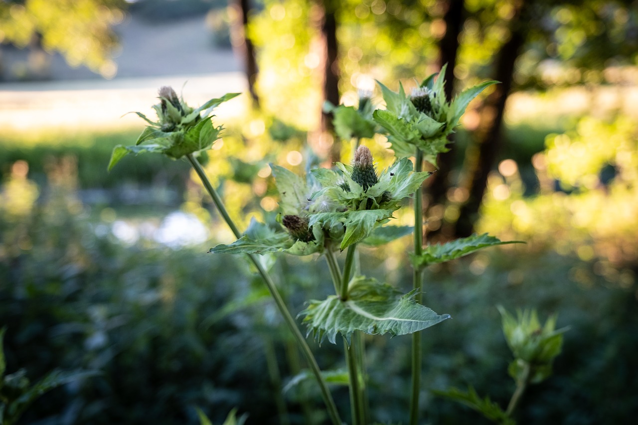 flowers  bud  nature free photo