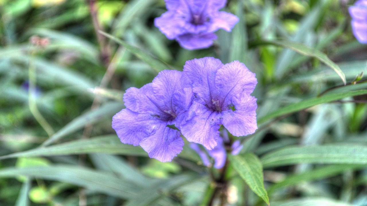 flowers purple garden free photo