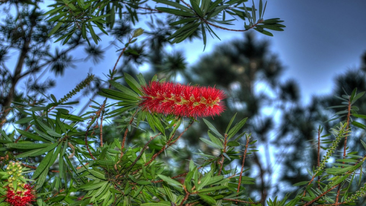 flowers bottle brush weeping bottle brush free photo