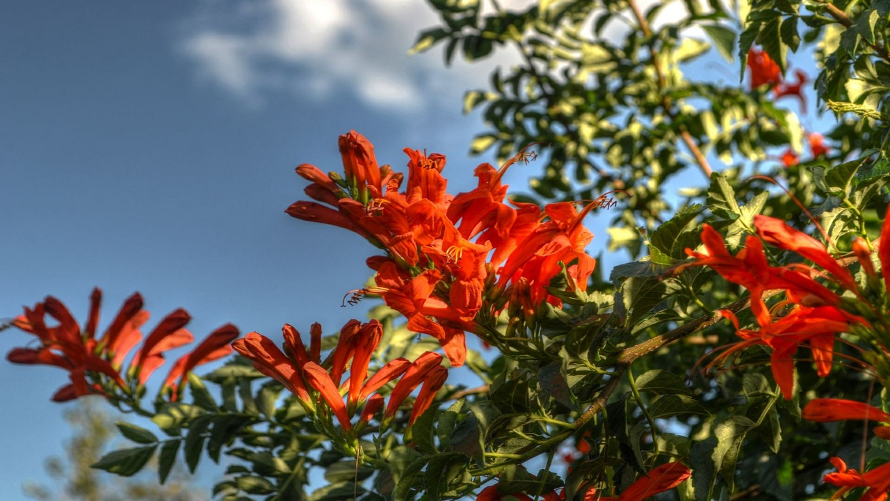 flowers orange nature free photo