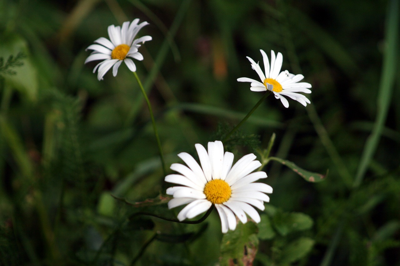 flowers  daisies  nature free photo