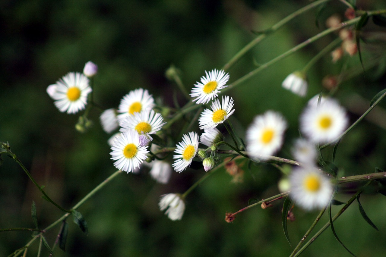 flowers  nature  white free photo